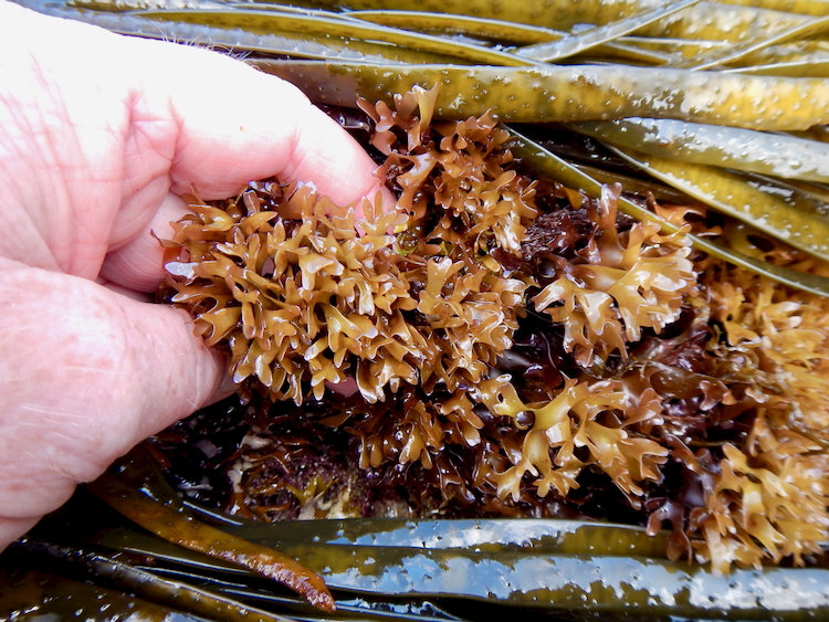 Carrageen Moss Irish Moss