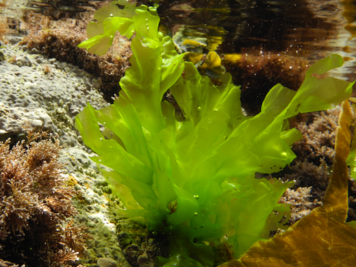 Seaweed.ie :: Ulva or Sea Lettuce