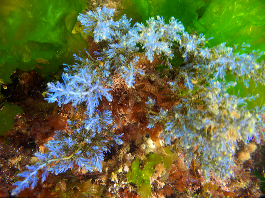 Ericaria selaginoides