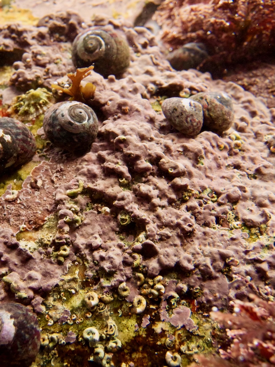 Lithophyllum incrustans © M.D. Guiry
