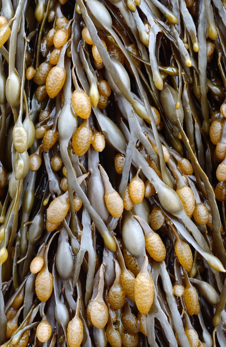 Laminaria digitata © M.D. Guiry