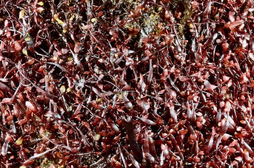 Gelidium pusillum