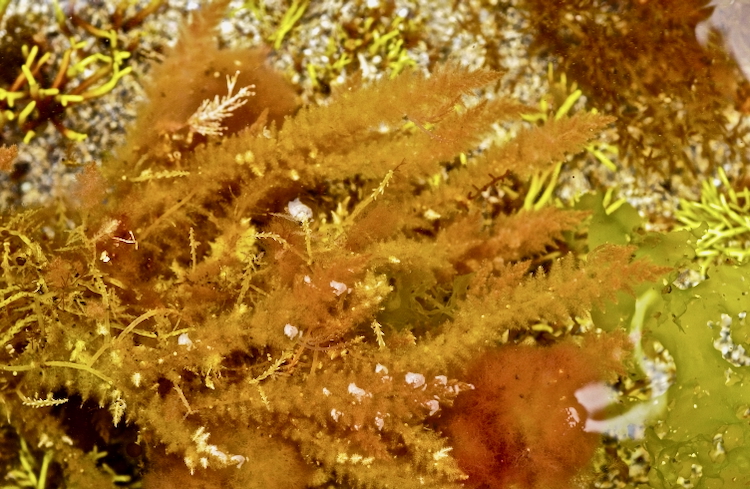 Asparagopsis armata