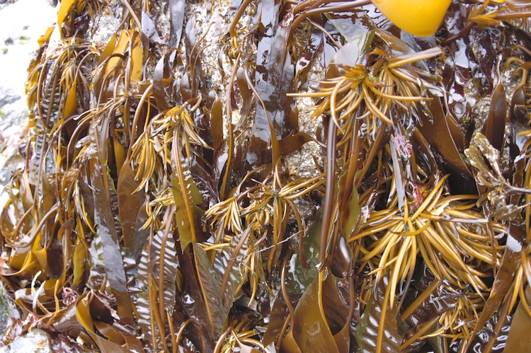 Alaria esculenta
