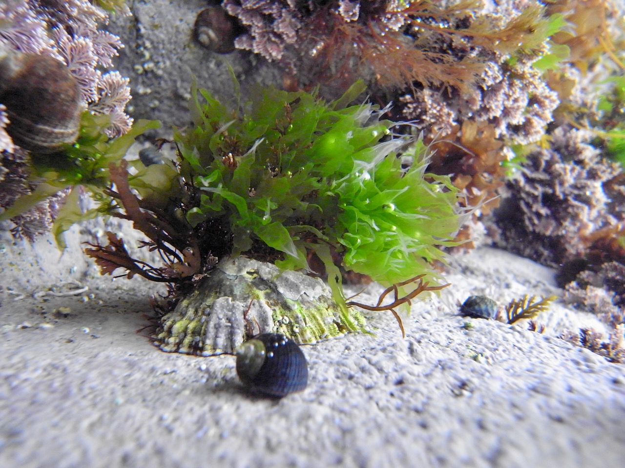 Monostroma grevillei © M.D. Guiry