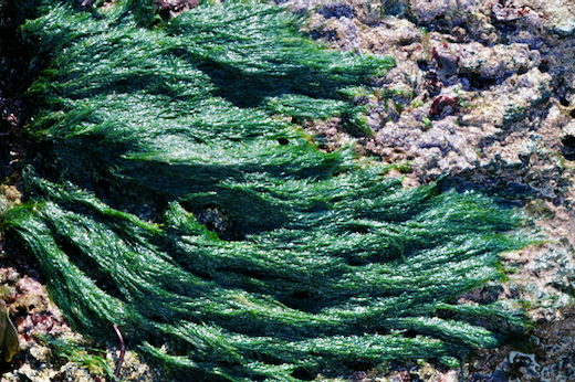 Cladophora rupestris