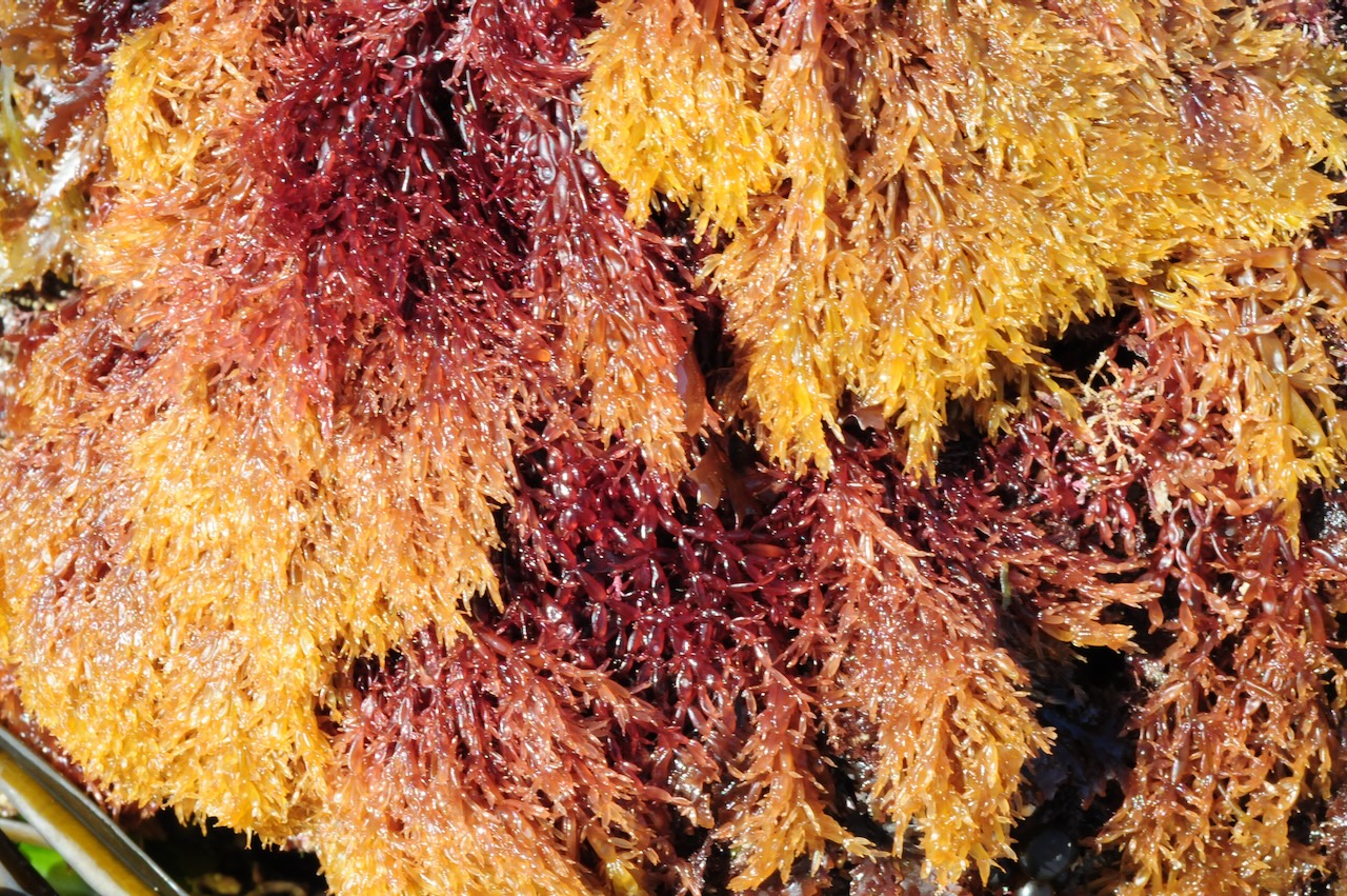 Lomentaria articulata with Asterina gibbosa