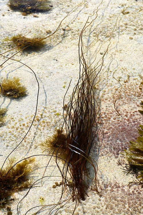 Catenella caespitosa