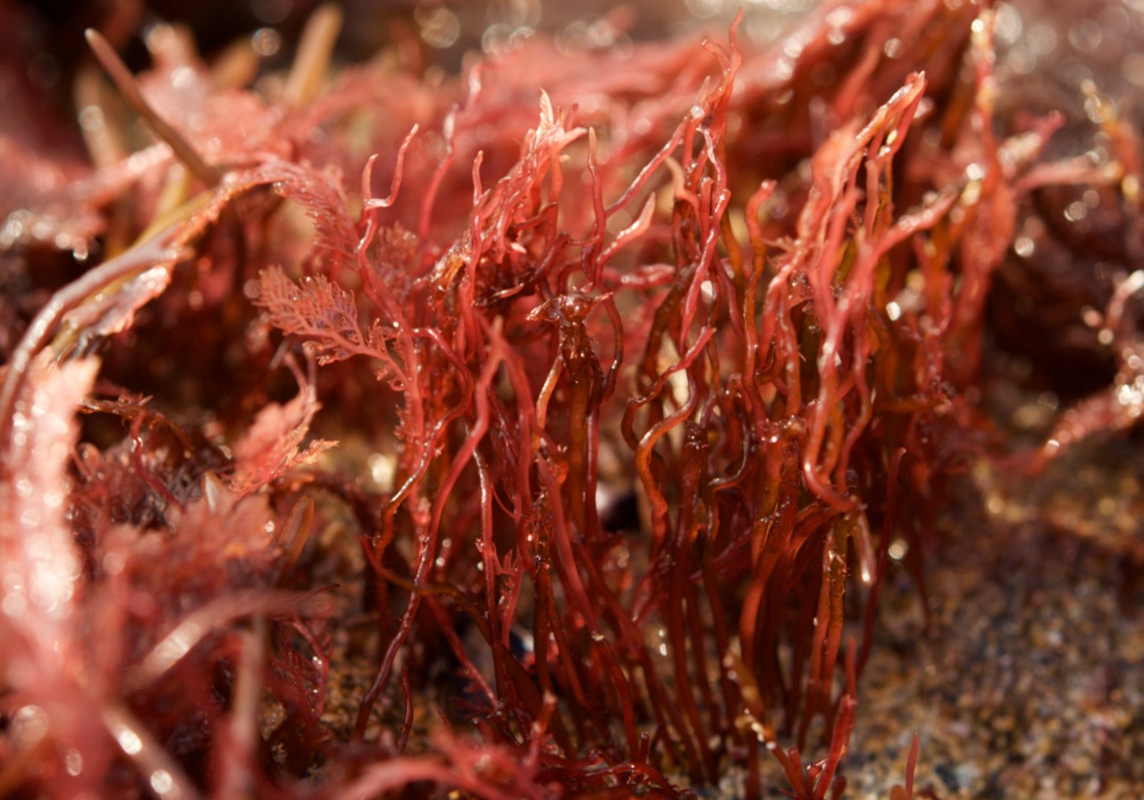 Cordylecladia erecta