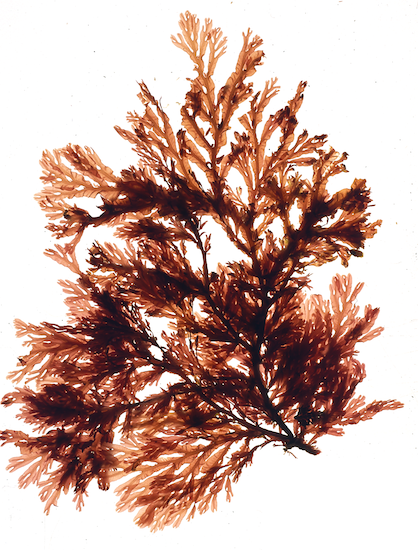 Fucus vesiculosus