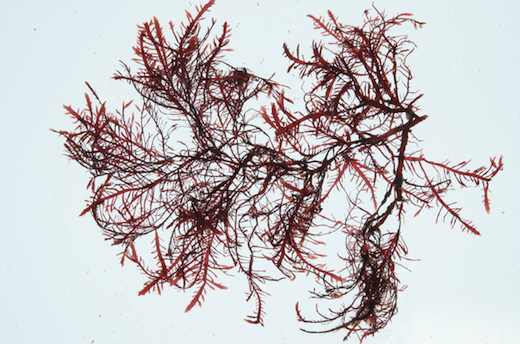 Gelidium spinosum © M.D. Guiry