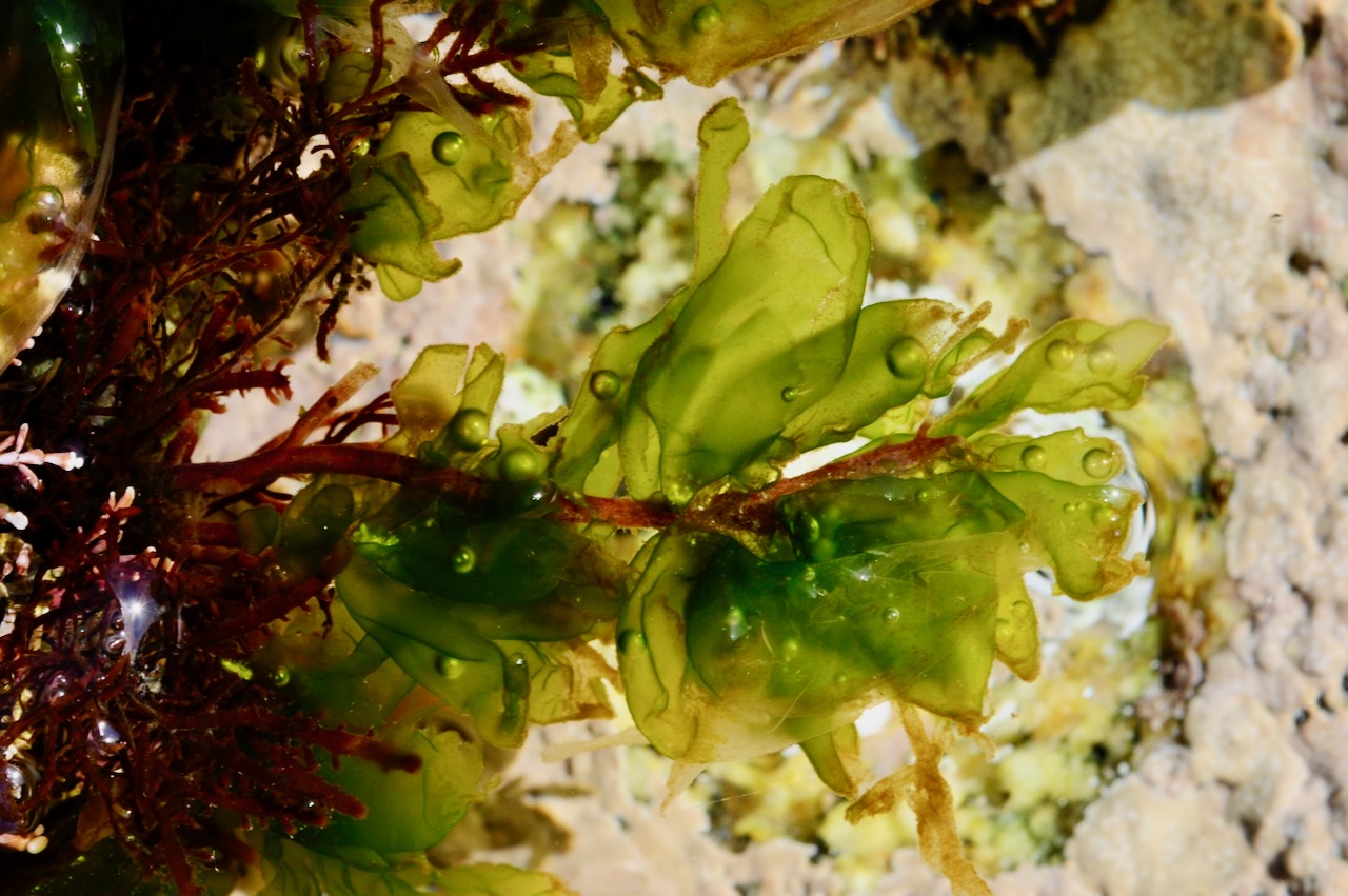 Monostroma grevillei © M.D. Guiry