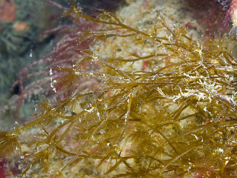 Schmitzia hiscockiana