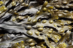 Fucus vesiculosus